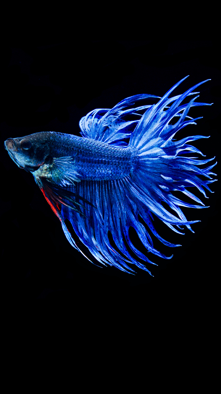 Hình nền-iPhone-6s-Blue-Betta-Fish
