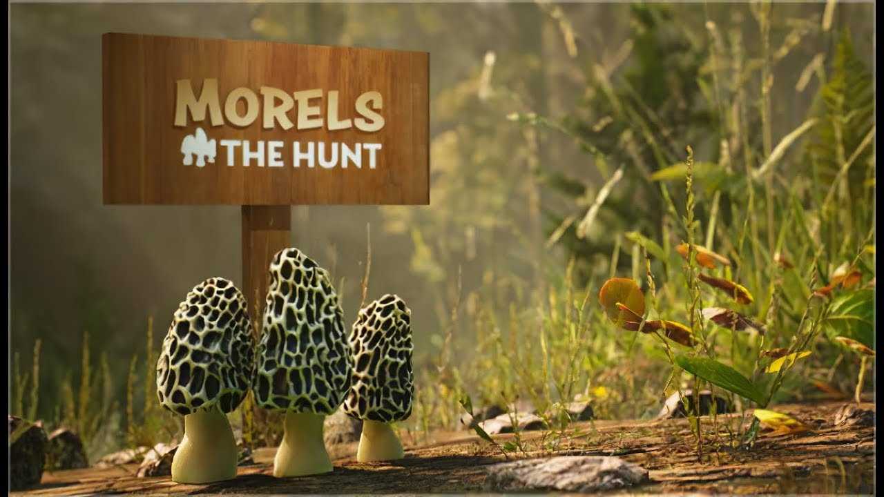 Morels-of-the-Hunt-Spring