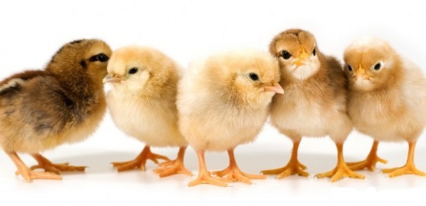 Cách chăm sóc gà chọi con mới nở - Locadho Blog Chia Sẽ ...