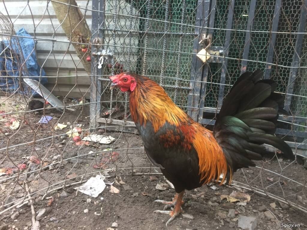 *
