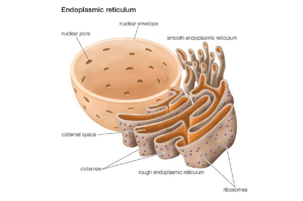 endoplasmic-reticulum-l-g